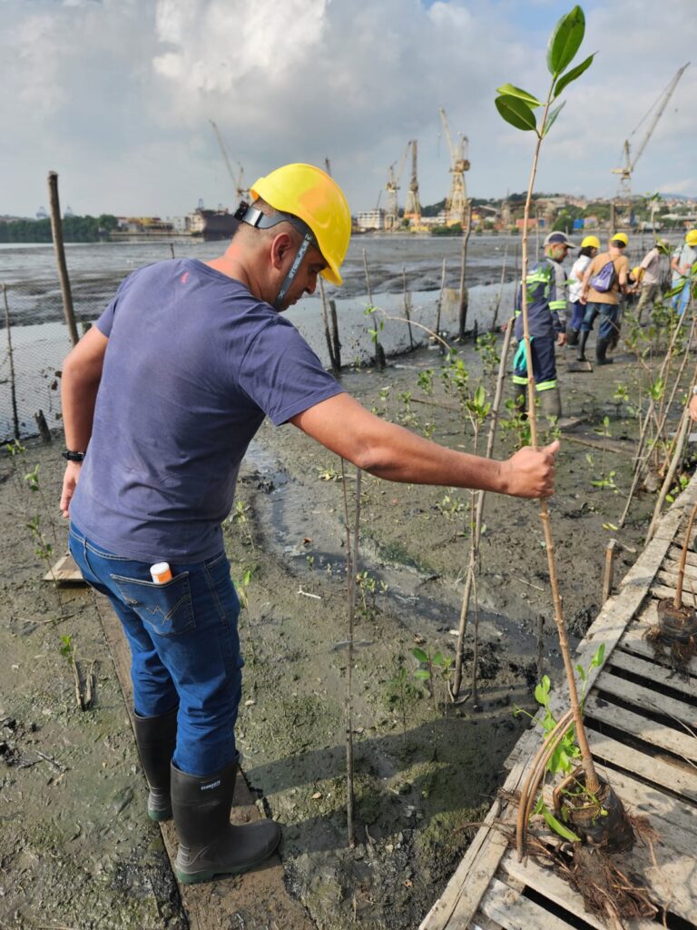 Professores da Prefeitura do Rio participam de ação de reflorestamento