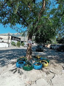 Na EM Presidente Médici, em Bangu, estudantes transformam área de descarte irregular de lixo em canteiro